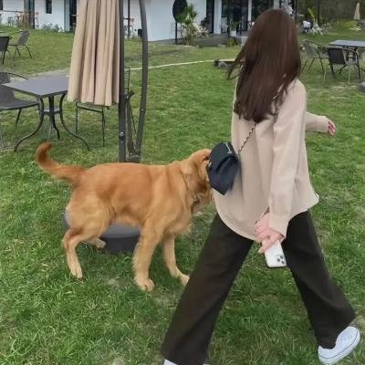 狂龙伏妖